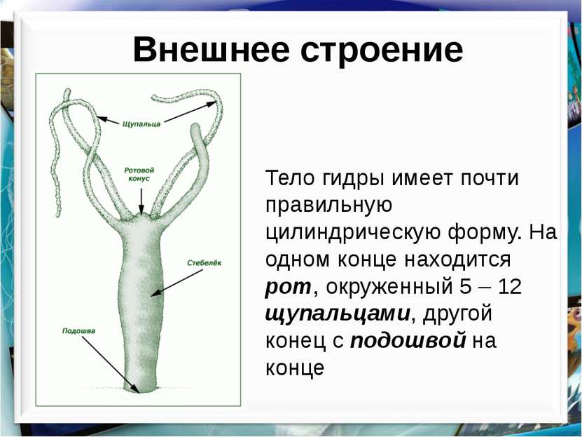 Кракен 17 af